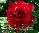 Jovanna 2 red rose