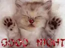 Good Night (cute kitten)