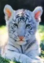 cute white tiger