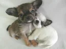 cute dogs
