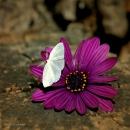 Pink flower...