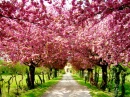 *Pink Path*