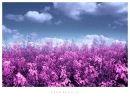 Pink Beauty!