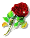 Rose with star