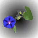 Blue Morning Glory with sparkles