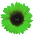 Green Flower