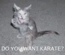 Karate cat