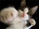 kick you butt cat