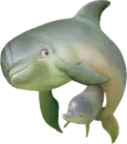 Dolphins
