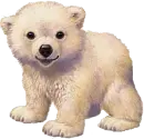 Polar Bear