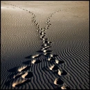 Walking in the Desert