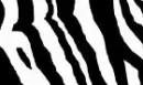 zebra yo!