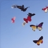 butterflies