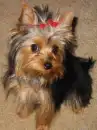 Yorkie