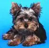 Yorkie