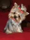 Yorkie