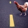 chicken