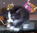 Birthday Cat