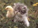 Kitten