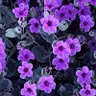 Pretty Purple