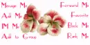 Pink White flowers