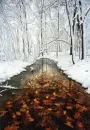frozen leaves in river