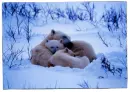polar bear