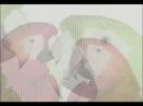 parrots