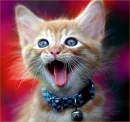 OMG cat