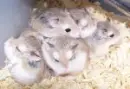 Cute Little Hamsters