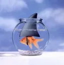 shark fish