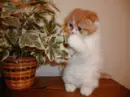 kitten