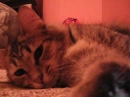 putti lying down
