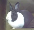 bunny
