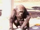 monkey