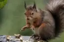 squirrel!!!!