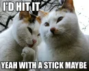 cats