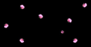flower petals 