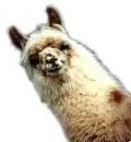 llama and a tamourine!!