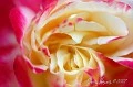 pinkrose