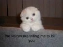 Cat voices