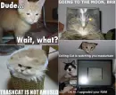 Kitten