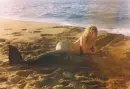 sirenas