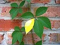 art leaf