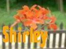 Shirley
