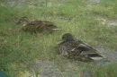 sweet little ducks