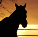 horse in sunset