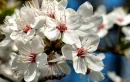 cherry tree