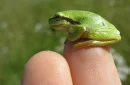 little frog