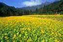 flower field